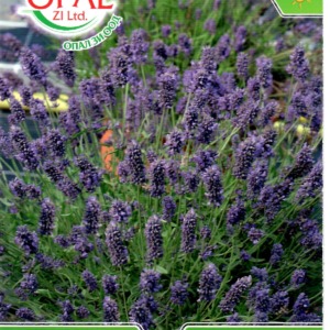Lavender