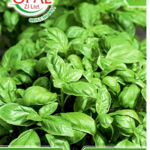 Basil