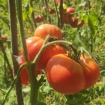 Brandywine Sudduth’s Strain
