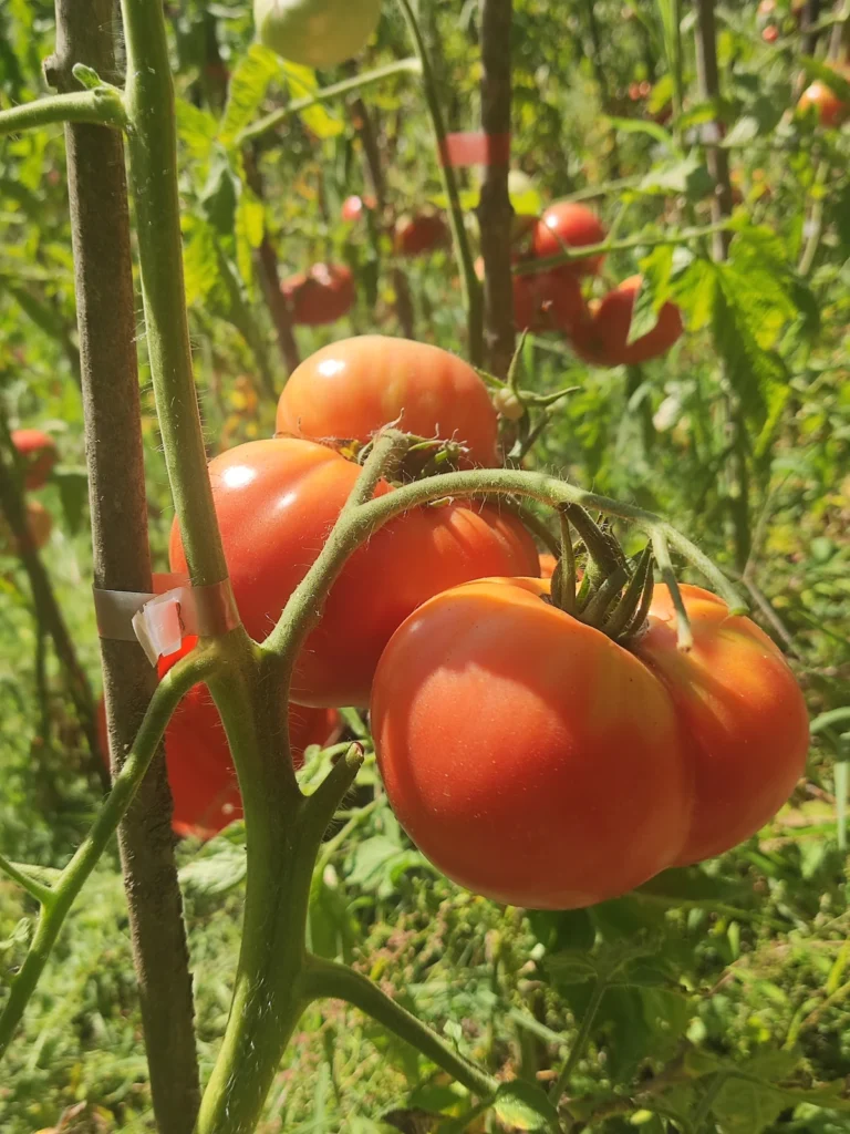 Brandywine Sudduth’s Strain