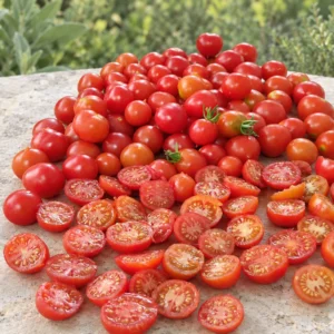 Riesentraube Cherry
