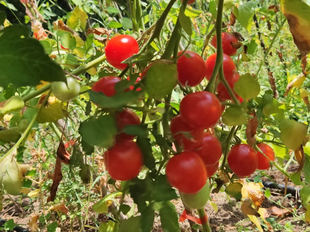 Riesentraube Cherry