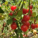 Riesentraube Cherry