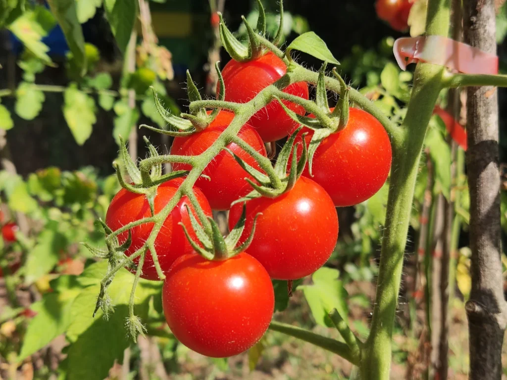 Sebastopol Cherry