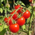 Sebastopol Cherry