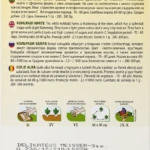 Kohlrabi Weiße Delikatesse