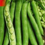 Broad Bean