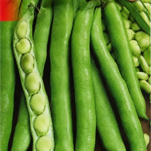 Broad Bean
