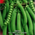 Erbse „Avola“