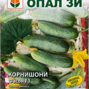 Augurk ‘Fason’