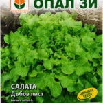 Green Oak Leaf Lettuce