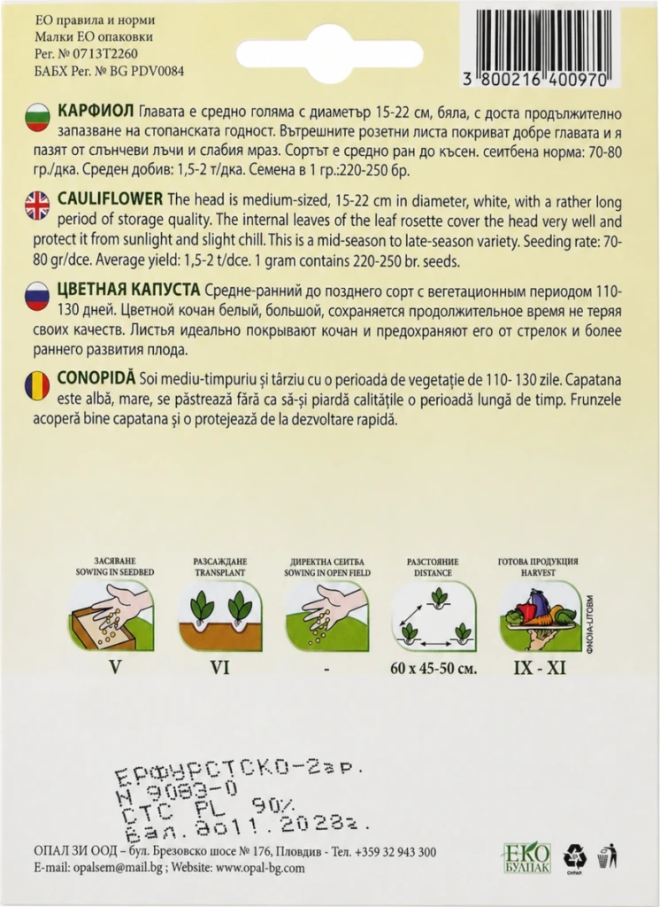 Květák „Erfurt“