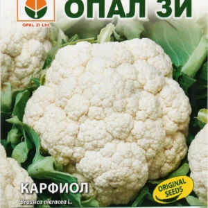 Цветно зеле Ерфуртско – лице