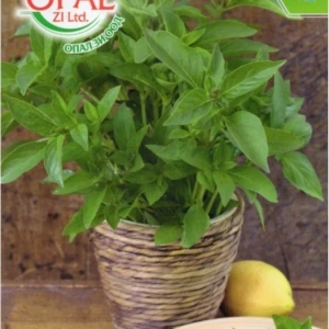 Citronová bazalka