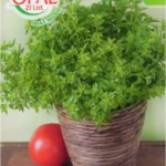 Mini Basil