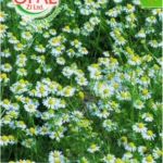 Medicinal chamomile