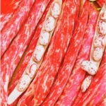 Bean ‘Lampo’